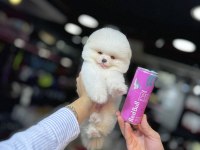 POMERANİAN ÜRETİM ÇİFTİĞİNDEN