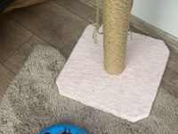 Yanında eşyalarıyla tatlı bebek gri scottish fold