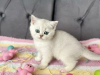 A kalite british shorthair bebekler
