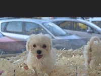 Irk Ve Sağlık Garantili Maltese Bebekler