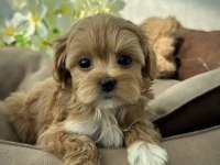 Türkiyenin en iyi kore maltipoo yavruları