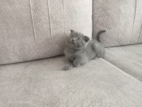 Acil Yavru scottish fold