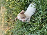 Erkek Chihuahua