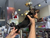 Dachshund Sosis Prenses