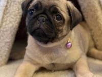 Pug mops yavrularımız