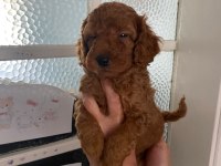 Red brown poodle yavrular ev üretimi