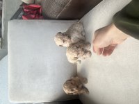 SIFIR BOY MALTİPOO VE PODDLE BEBEKLER