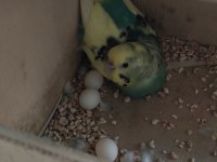 1 Yaşında yumurtalı çift muhabbet kuşu