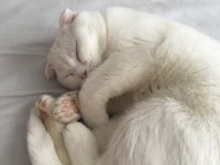 7 aylık scottish fold kedimizi veriyoruz