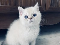 british shorthair mavi gözlü beyaz kedimizi sahiplendirme