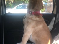 Labrador köpeği erkek