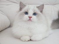 Full şecereli ragdoll yavruları