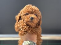 Petmode köpek çiftliğinde ziyarete açık kore toy poodle
