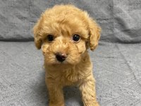 DÜNYA TATLISI MALTİPOO YAVRULARI