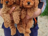 Bebek yüzlü poodle