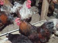 Splash, gsg, blue wyandot tavuklar