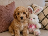 MALTİPOO MİNİK KÖPEKLER