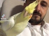 TARÇIN tadında sultan papağanı