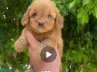 45 50 günlük 3 erkek 1 dişi maltipoo yavrularımız