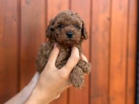 Pamuk gibi toy poodle yavrularım