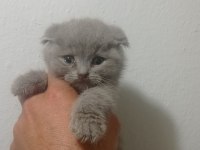 Safkan british shorthair bebekler