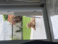 Oyun meraklısı köpeğimizle ilgilenen bahçeli evi ola