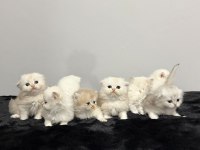 A Kalite British Longhair Bebekler