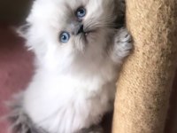 A KALİTE BRİTİSH LONGHAİR DİŞİ