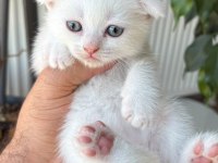 Kar Beyaz Scottish Fold Pamuklar Teslime Hazır