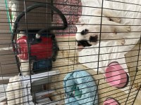 2 Aylık French Bulldog