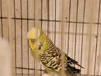 SHOW JUMBO MUHABBET KUŞLARI