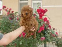 Kaliteli kore kan poodle