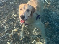 8 Aylık Dişi Baby Face Golden Retriever