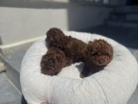 Ankranın en güzel toy poodle yavrularını canlı görün
