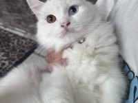 British longhair renkli gözlü
