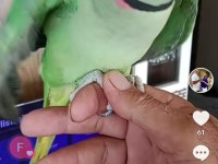 Ful evcil konuşan erkek İskender papağanı