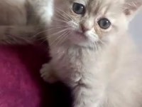 British Shorthair Dişi Yavrular