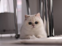 Şecereli Safkan British Shorthair Ny1133 Dişi Yavru