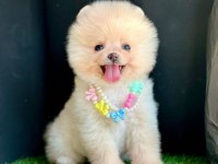 Sevimli Pomeranian Boo Yavrularımız