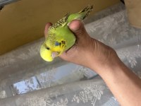 45 günlük ele alıştırmalık kuşlar