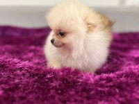 IRK GARANTILI TEA CUP POMERANİAN