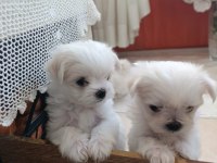 Antalyadan 0 Numara Safkan Maltese Terrier Yavruları