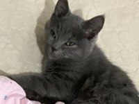 British shorthair 3 aylık kedimiz