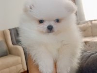 Pomeranian boo erkek yavru