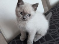 British Shorthair Yavrularım Yuvalarını Bekliyor