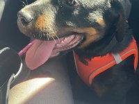 4 aylık dişi rottweiler