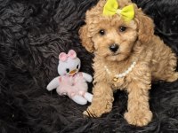 Dişi Toy Poodle Bebeğimiz