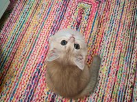 Yeşil Gözlü Blue Golden Dişi British Shorthair