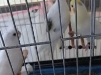 Lutino grey heavy sultan papağanı yavrularımız