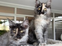 XL Mainecoon Yavruları